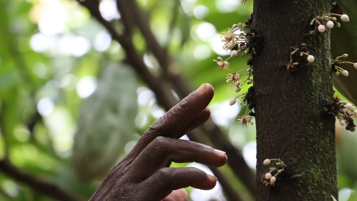 Understanding Cacao Pollination ERND Snacks