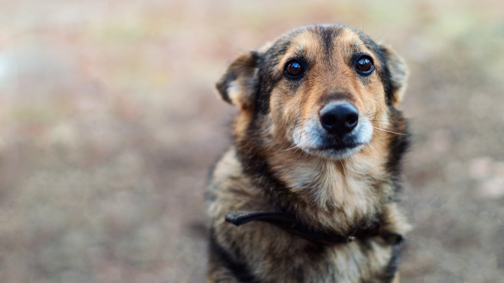 Why is Chocolate Bad for Dogs?